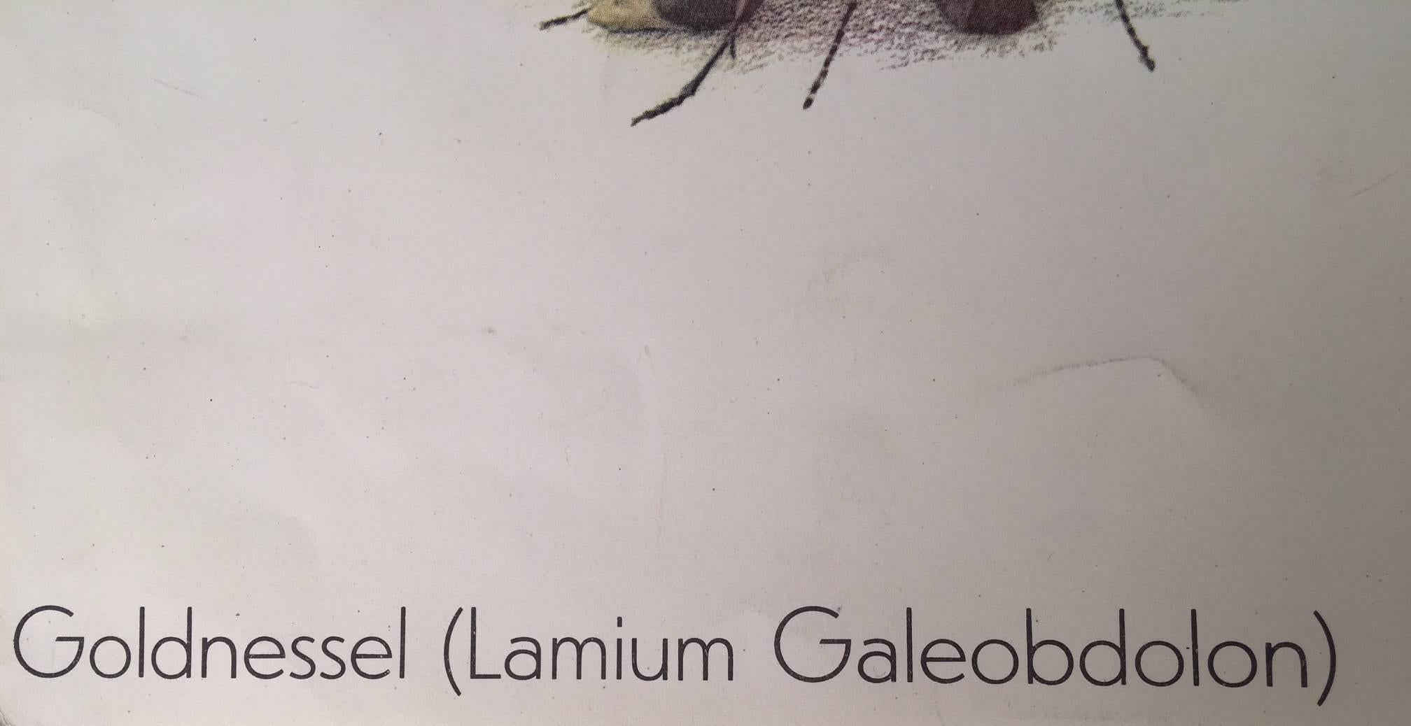 Goldnessel (Lamium Galeobdolon) Le lamier jaune For Sale 1