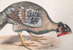 Bengel Horned Pheasant, Satira Lathami