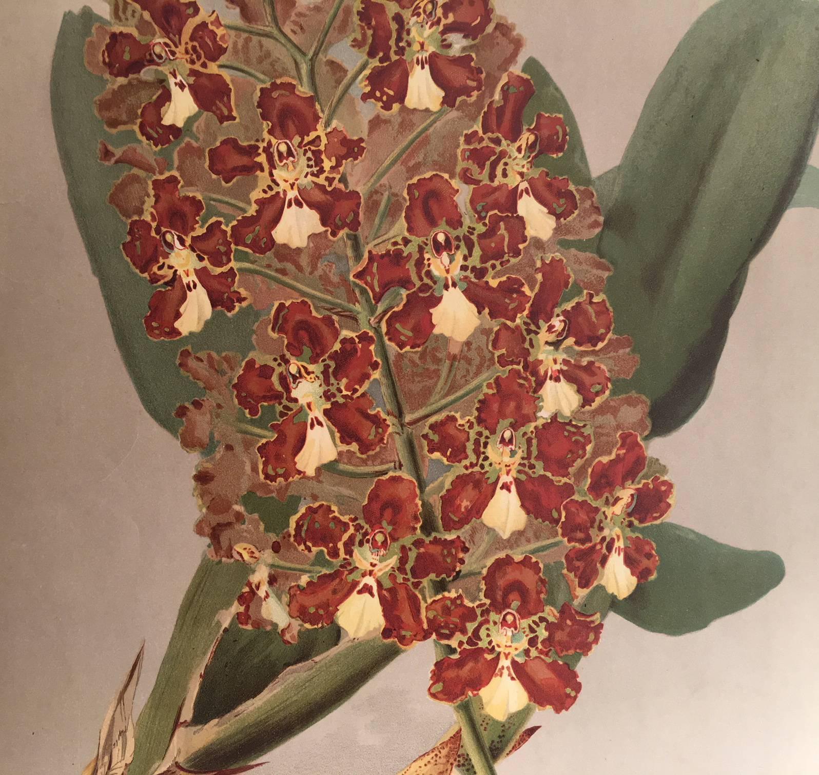 The Orchid Odontoglossum - Print by Henry George Moon