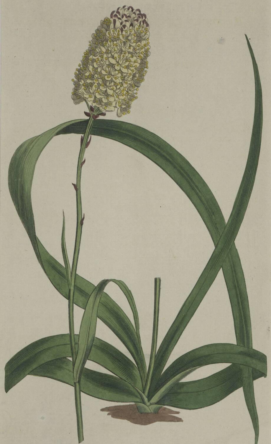 Purpl and Yellow Curtis Flowers - Print by Sydenham Edwards