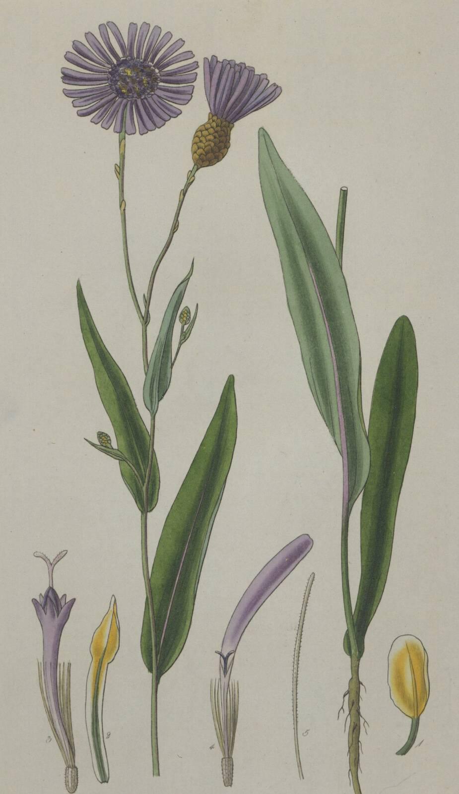 Purpl and Yellow Curtis Flowers - Naturalistic Print by Sydenham Edwards