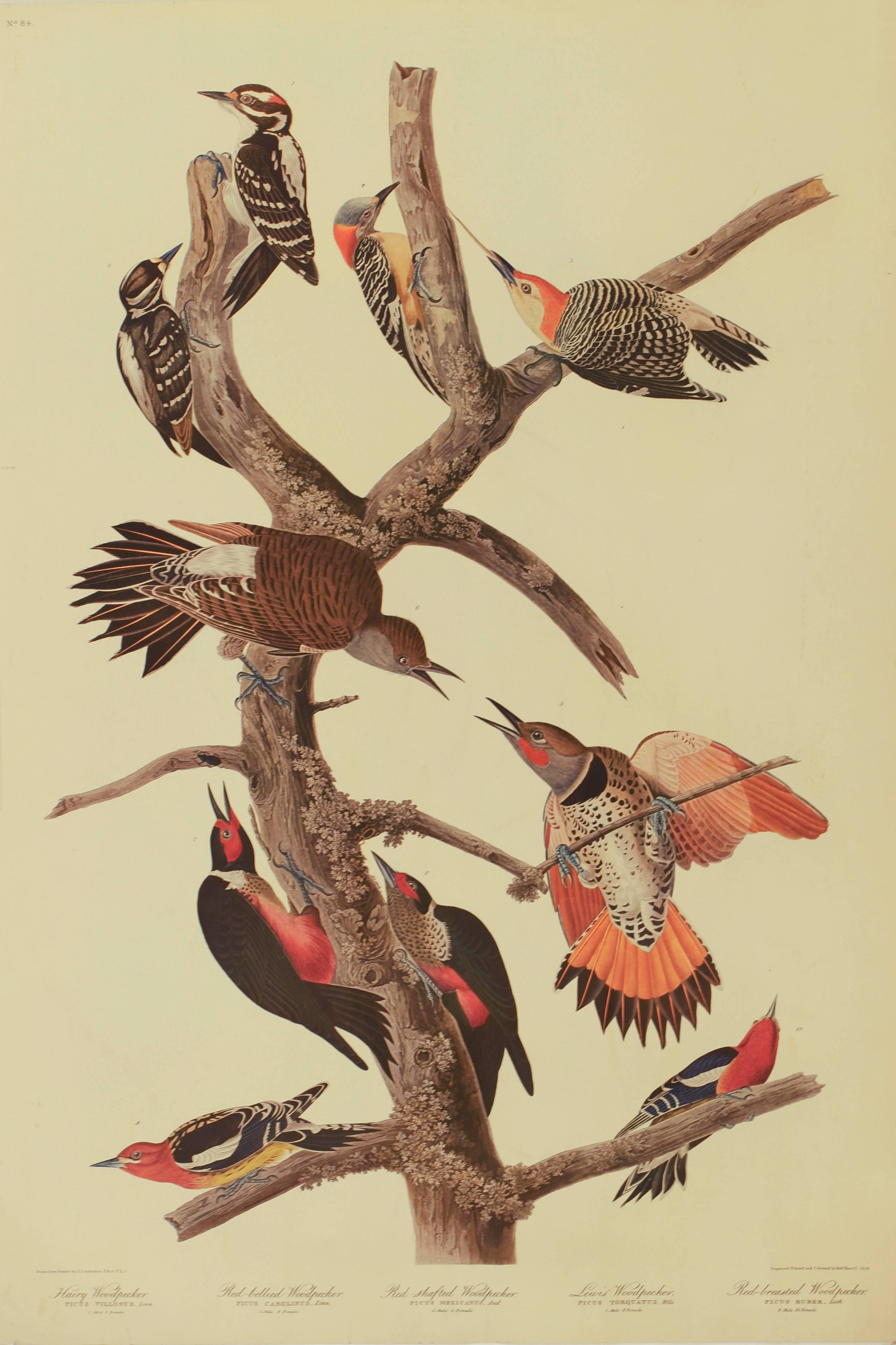 John James Audubon Animal Print - Ten Woodpeckers