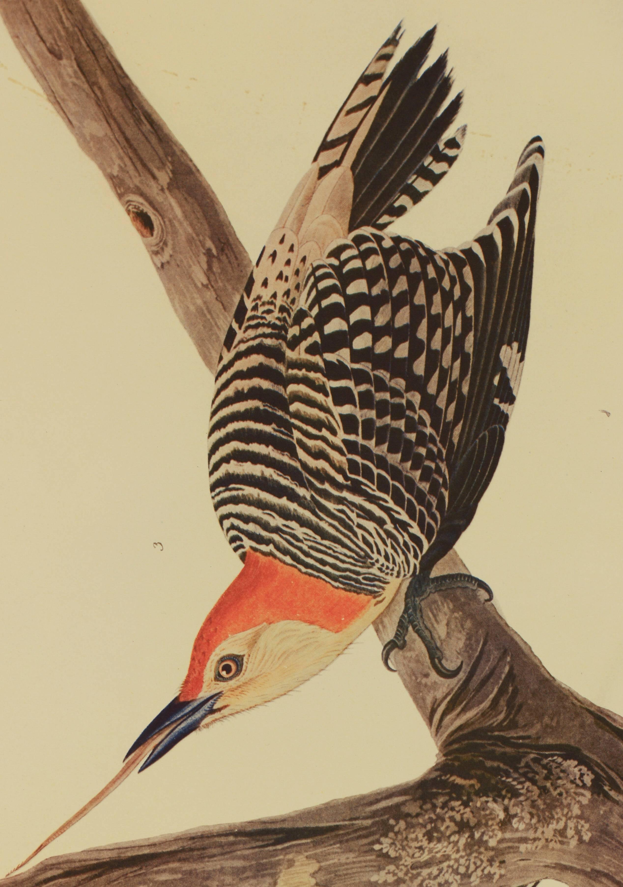 Ten Woodpeckers - Print by John James Audubon
