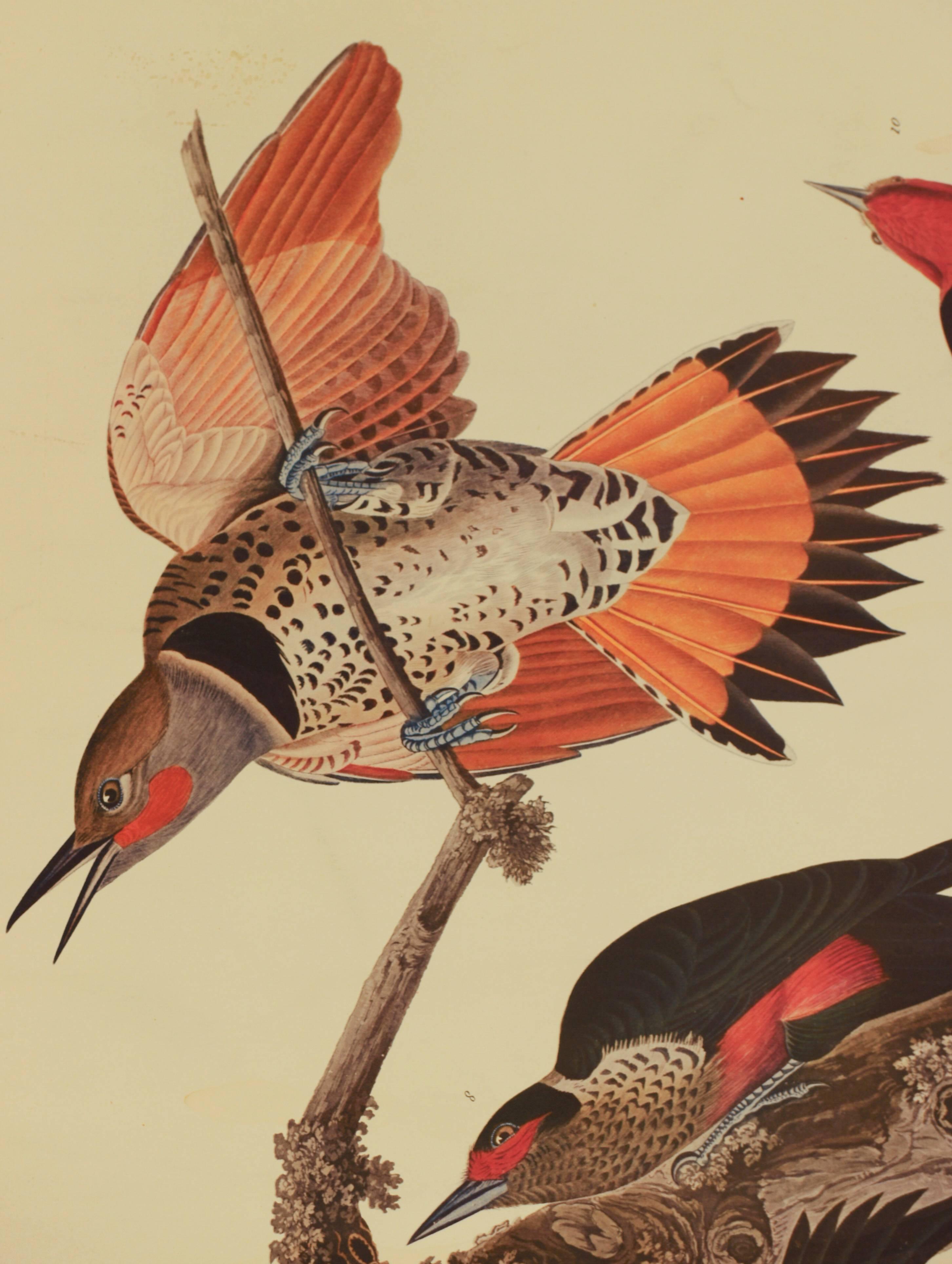 Ten Woodpeckers - Realist Print by John James Audubon