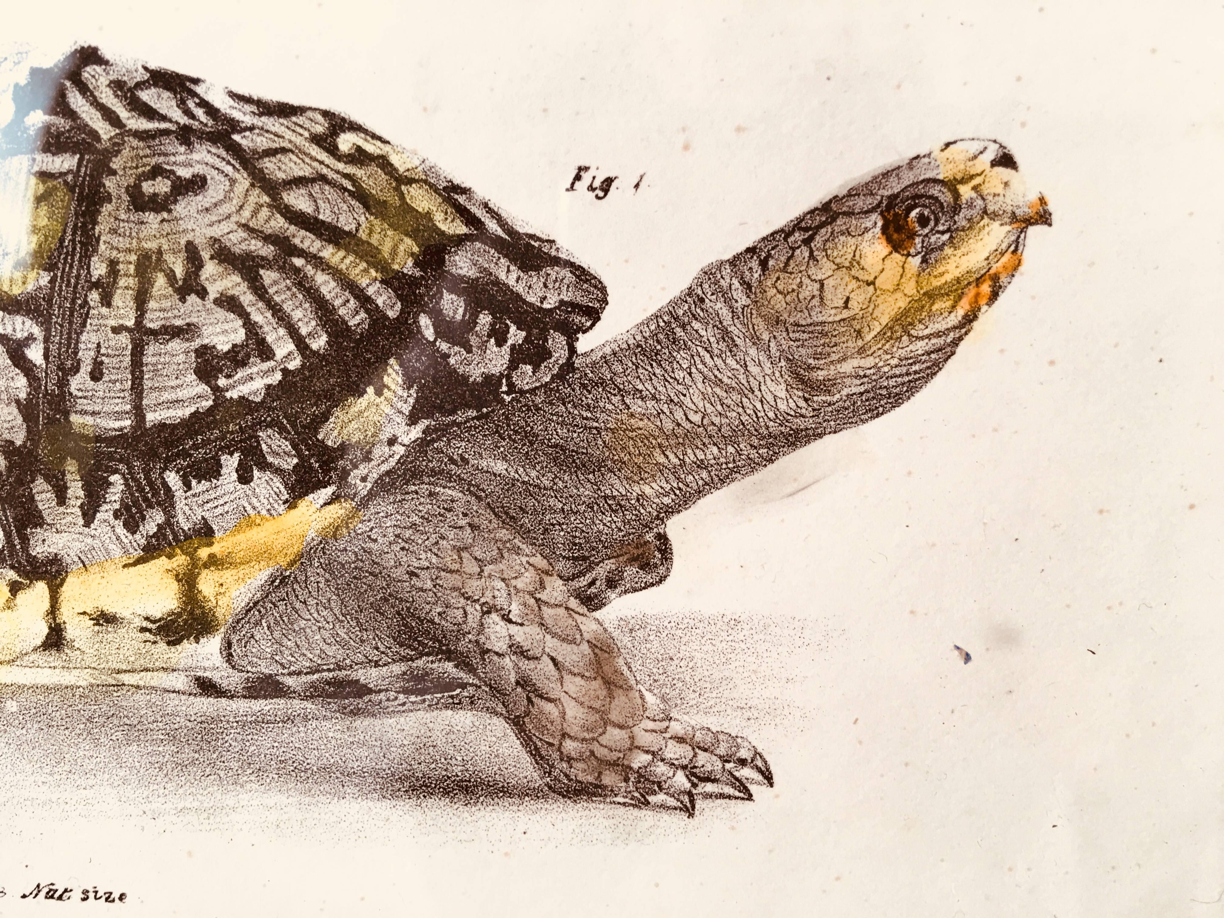 Two Multi-Colored Turtles - Print by Unknown