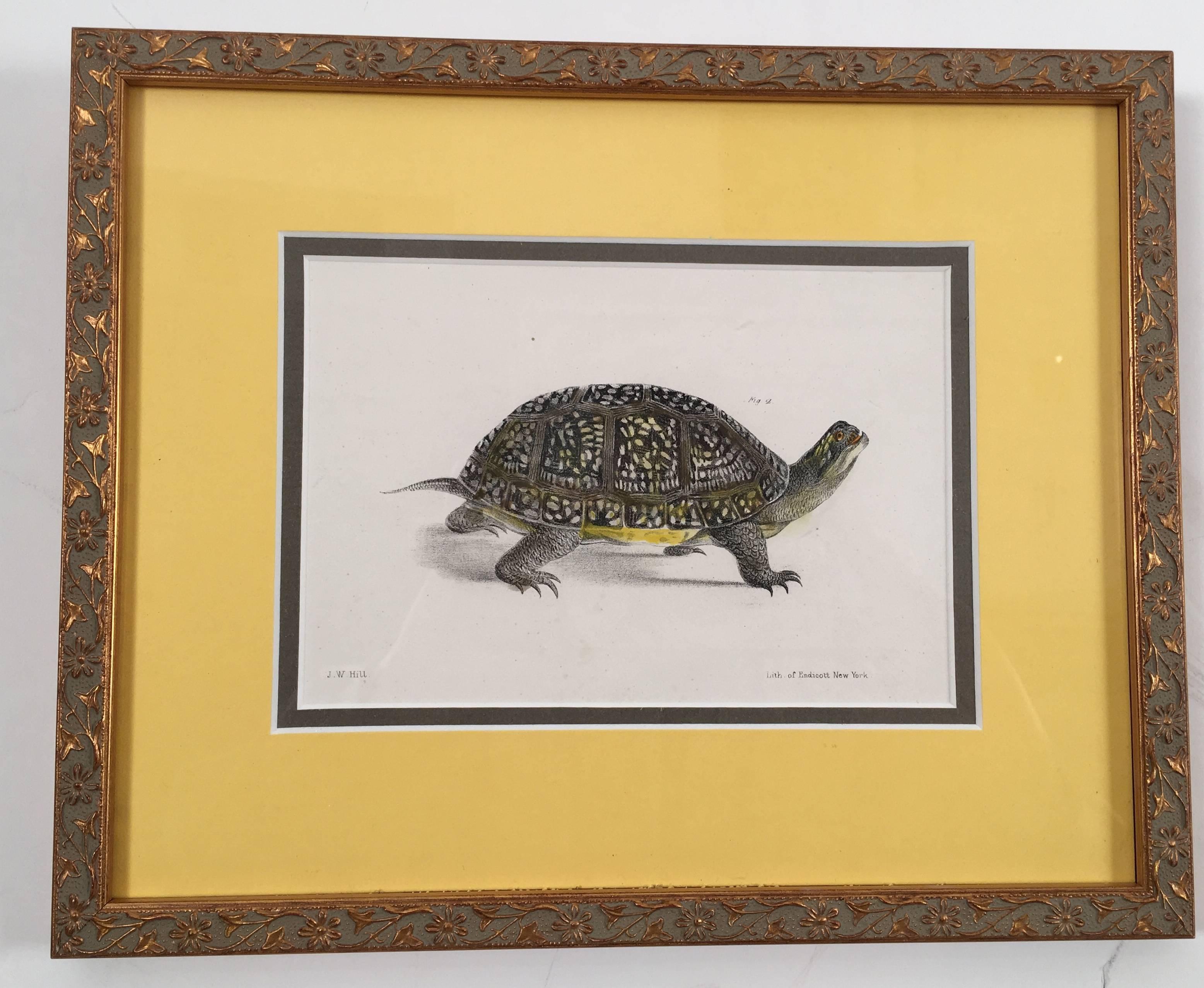 Unknown Animal Print - A Pair of framed Turtles