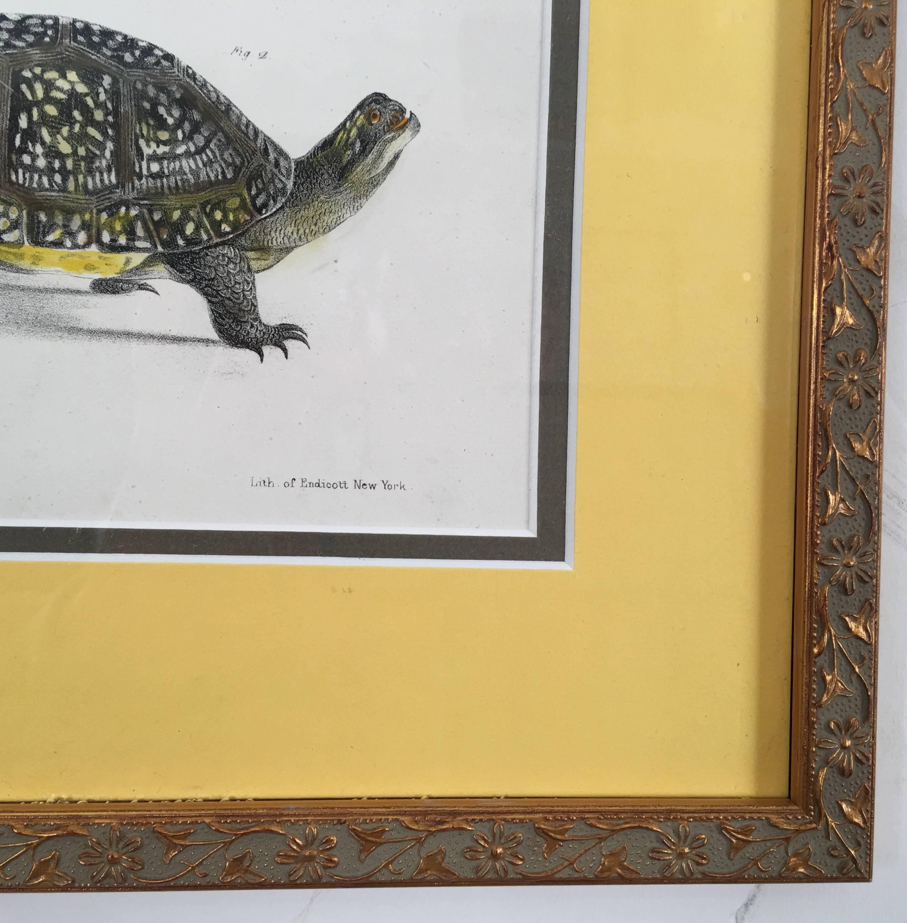 A Pair of framed Turtles - American Realist Print by Unknown