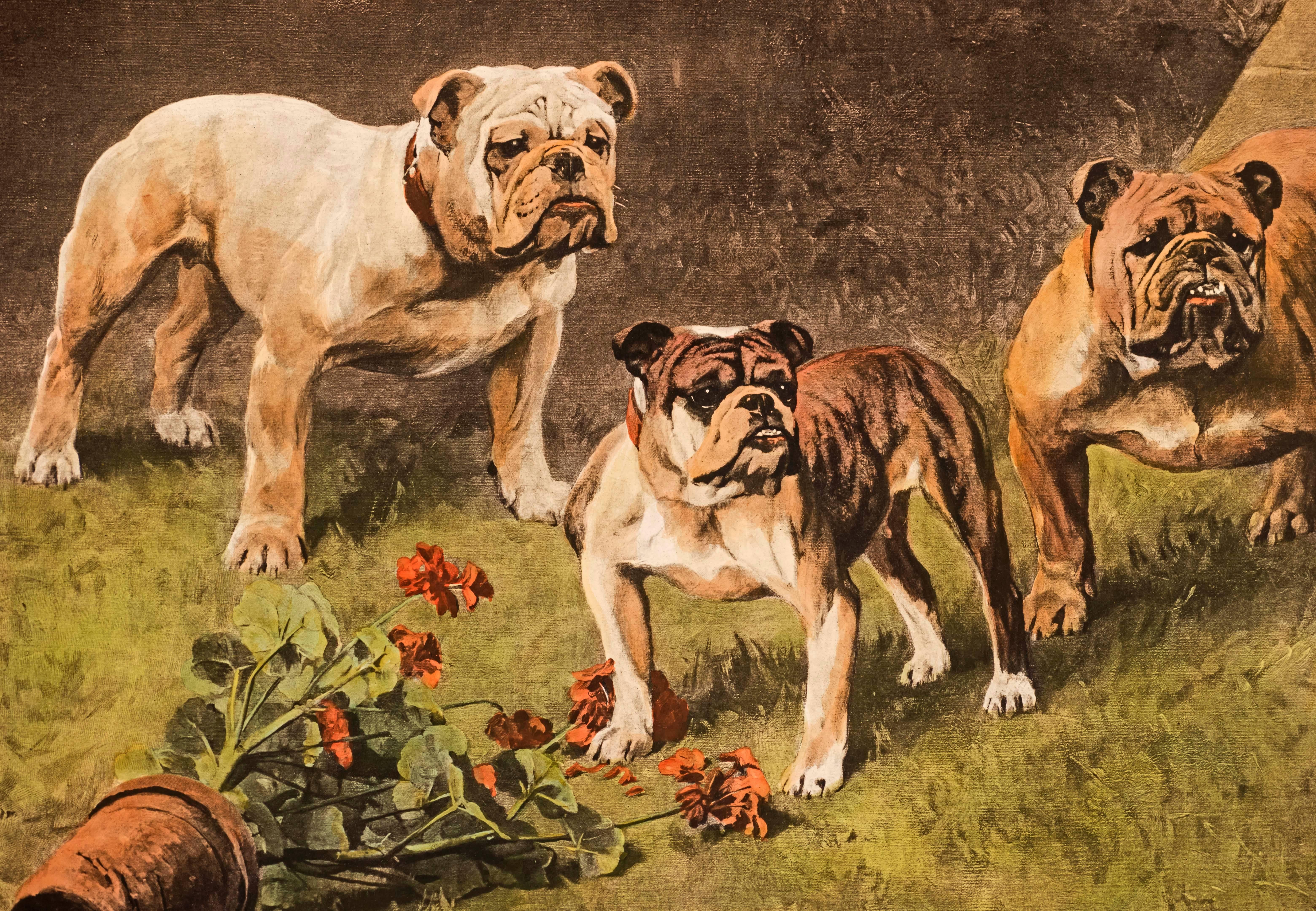 Bull-Bitches of the 20th Century - Print by Arthur Wardle