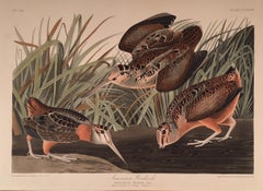 American Woodcock