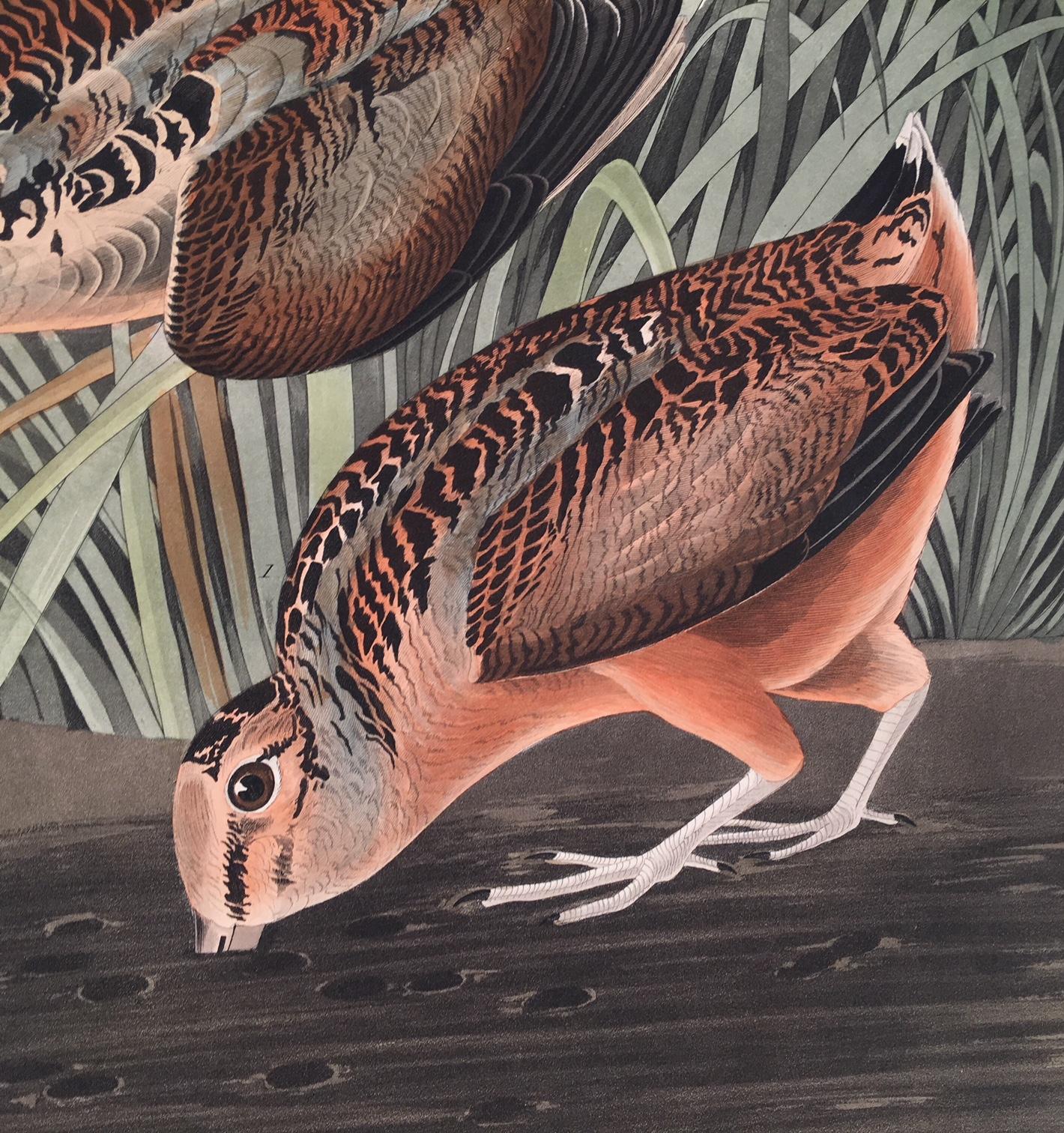 american woodcock subspecies