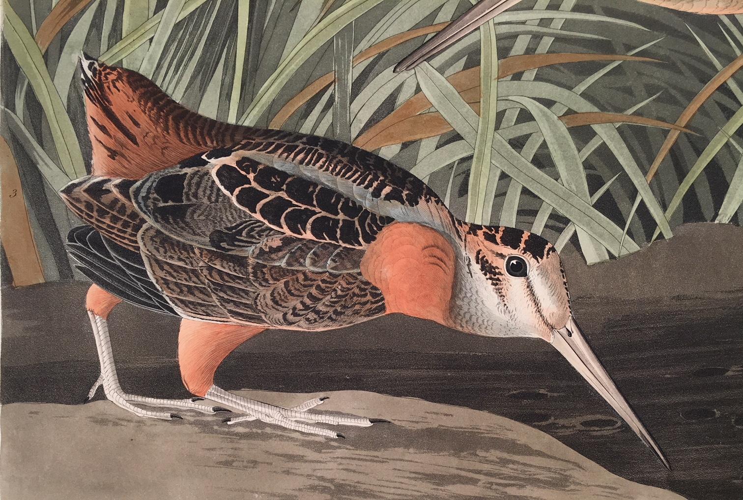 john james audubon paintings for sale