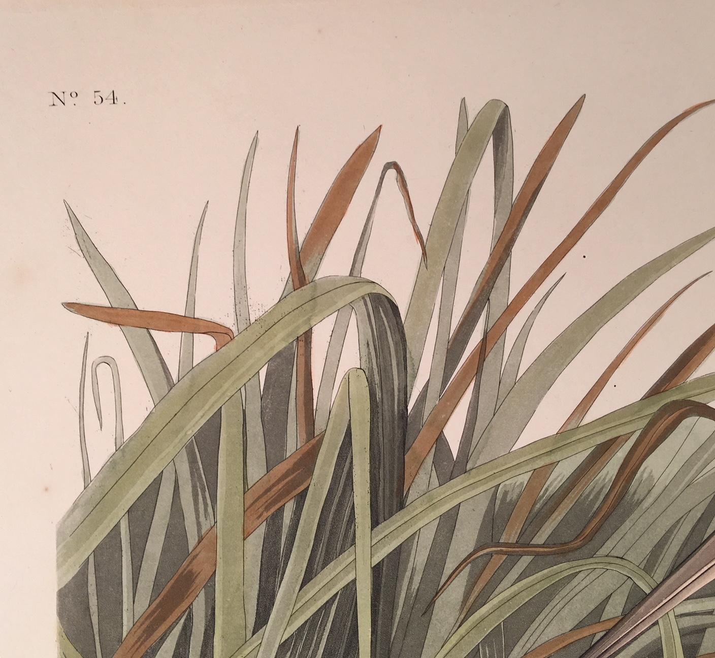 American Woodcock - Realist Print by John James Audubon