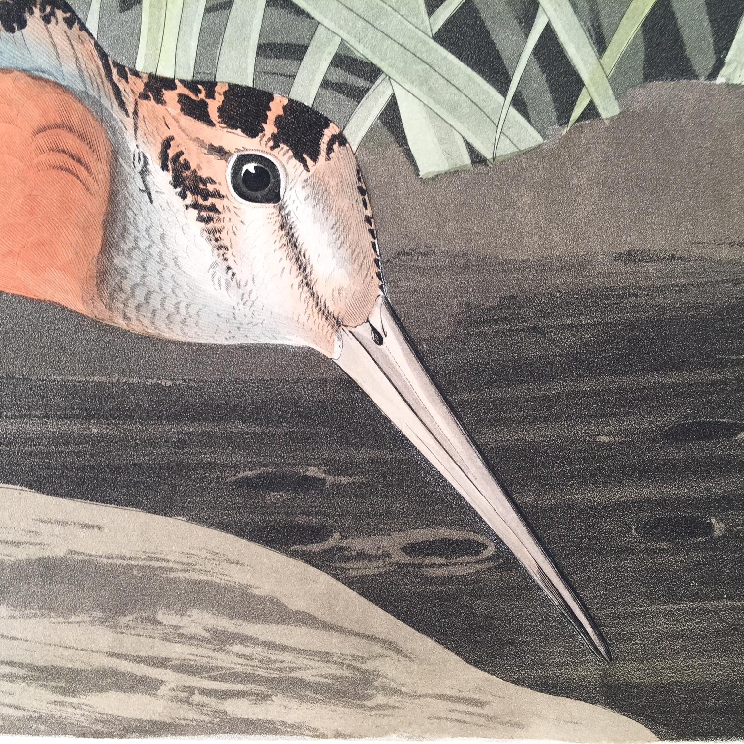 From The Birds of America. Drawn from Nature and published by John J. Audubon. Engraved, printed, colored and published by Robert Havell  1827-1839. Plate 268.
John James Audubon (1785 – 1851) was an American ornithologist, naturalist, and painter.
