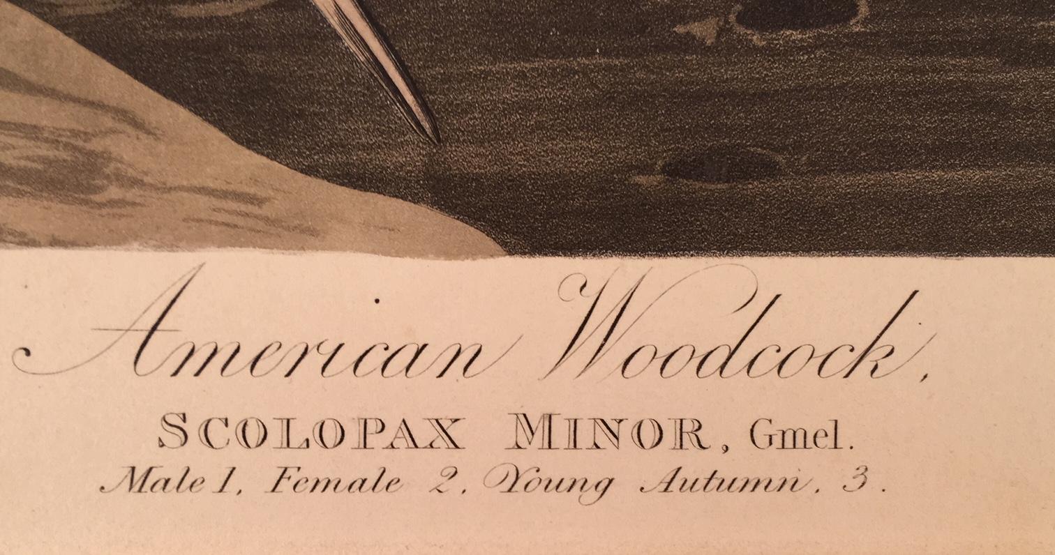 American Woodcock For Sale 1