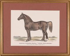 Clydesdale Stallion 