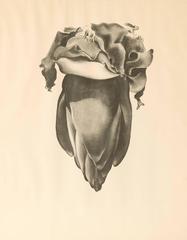 Atlantis Edition, Banana Flower, Plate VIII