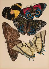 Papillons Plate 12