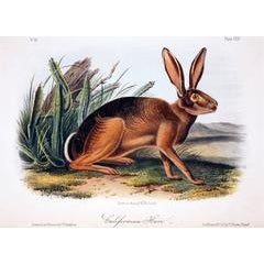 California Hare 10