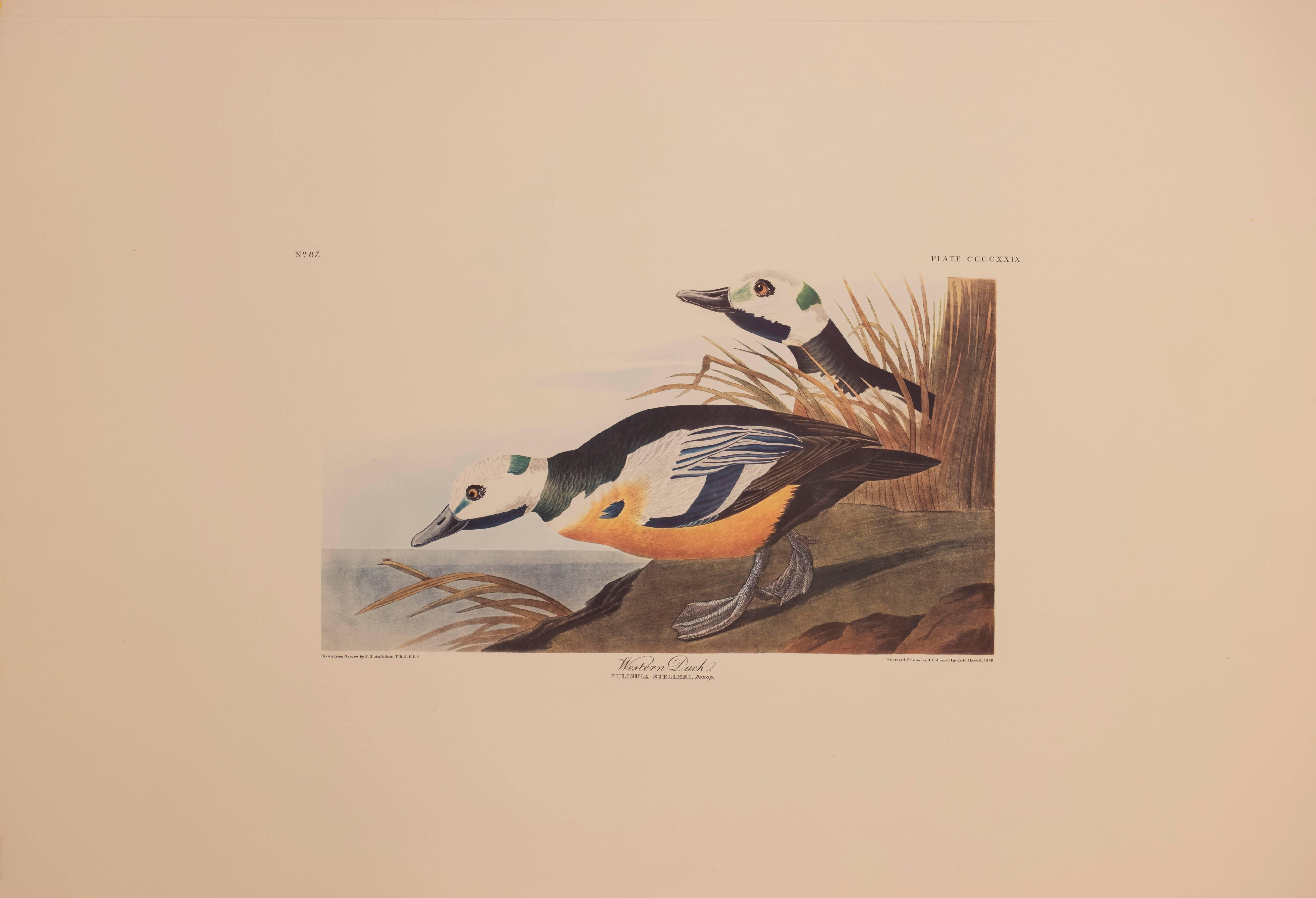 Western Duck - Print by John James Audubon