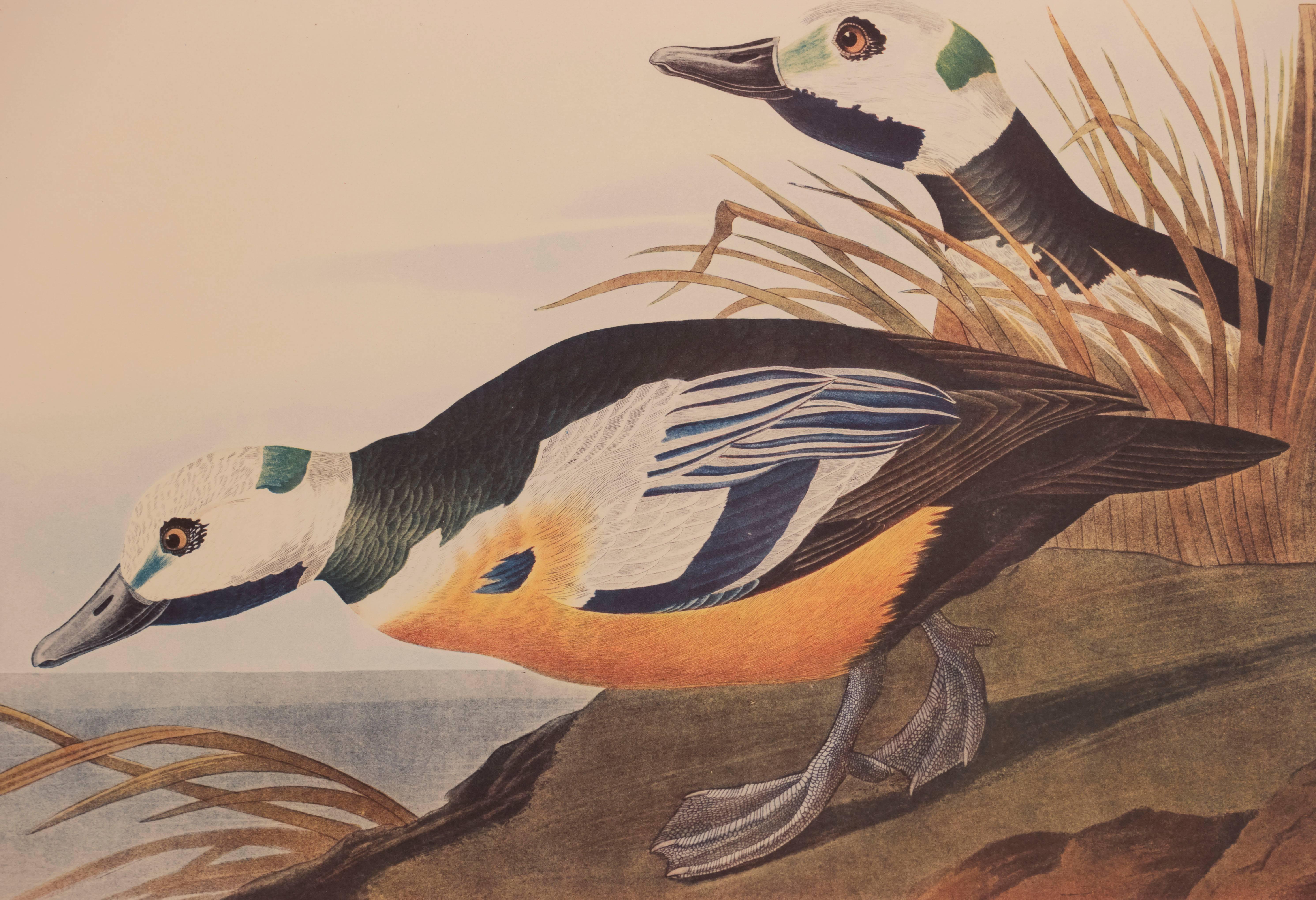 audubon duck prints