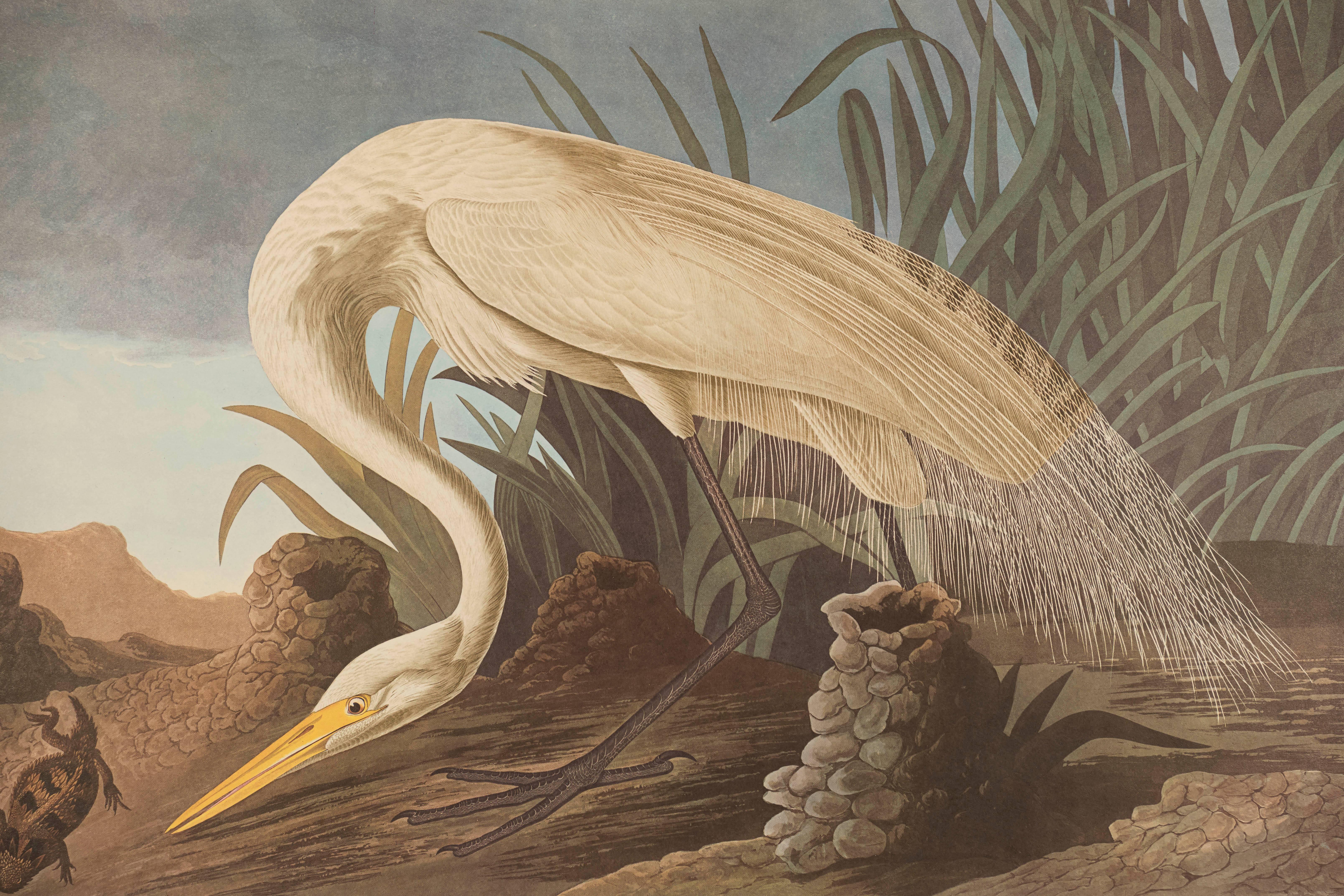 White Heron - Print by John James Audubon