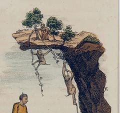 Monkeys Gathering Tea