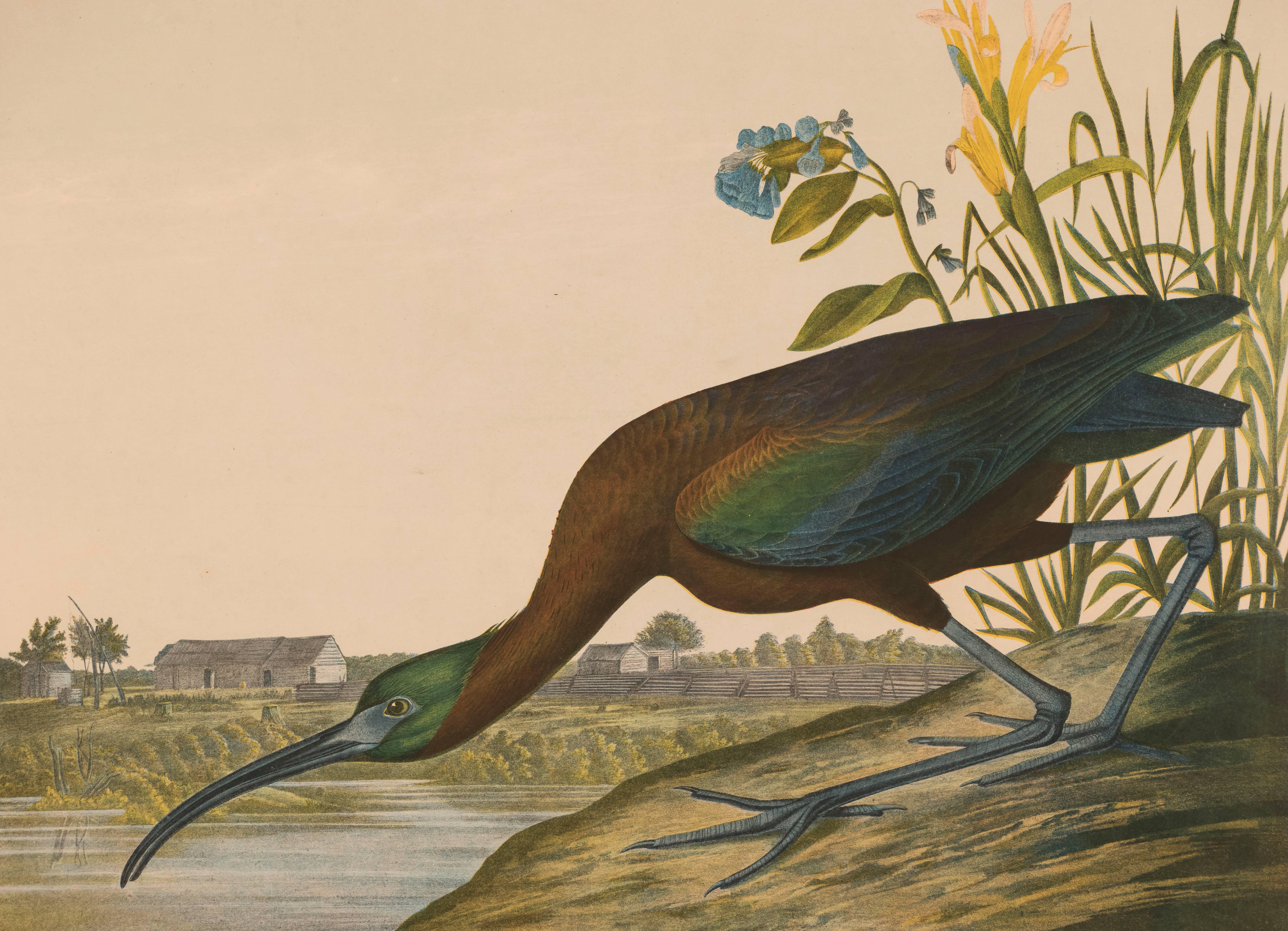 Glossy Ibis, Bien Edition  - Print by John James Audubon