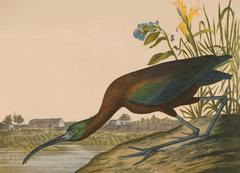 Glossy Ibis, Bien Edition