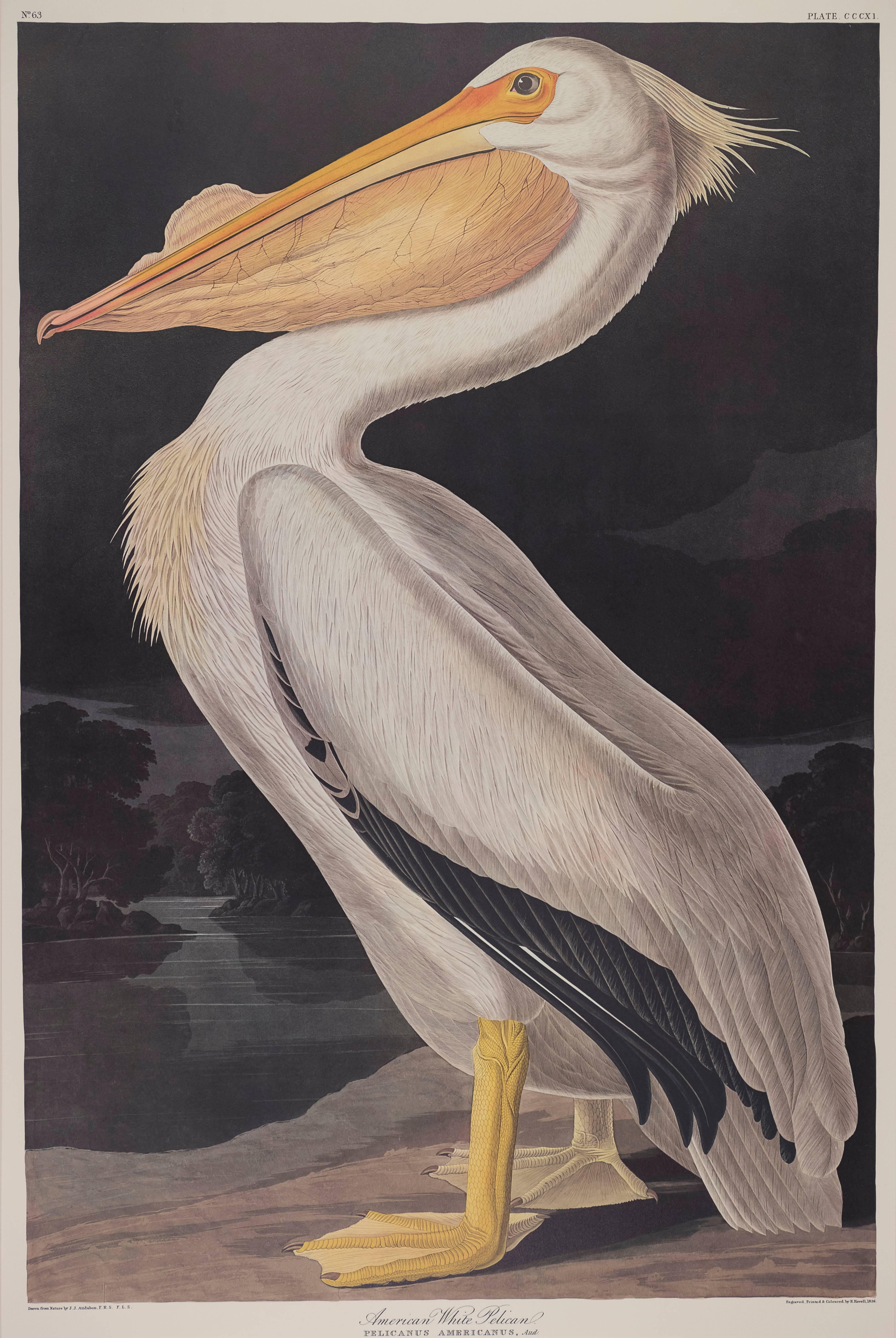 American White Pelican  - Print by John James Audubon