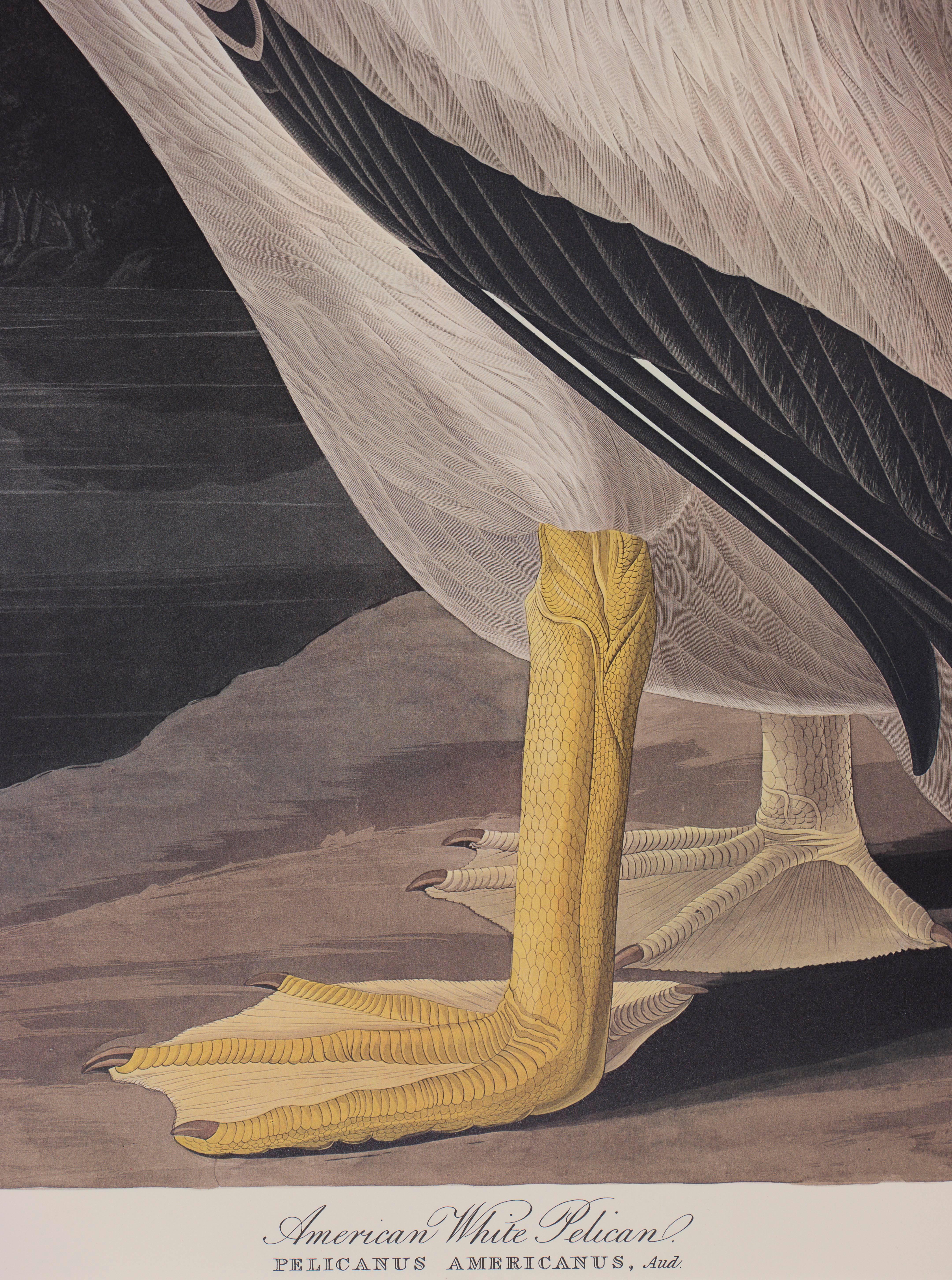 audubon pelican print
