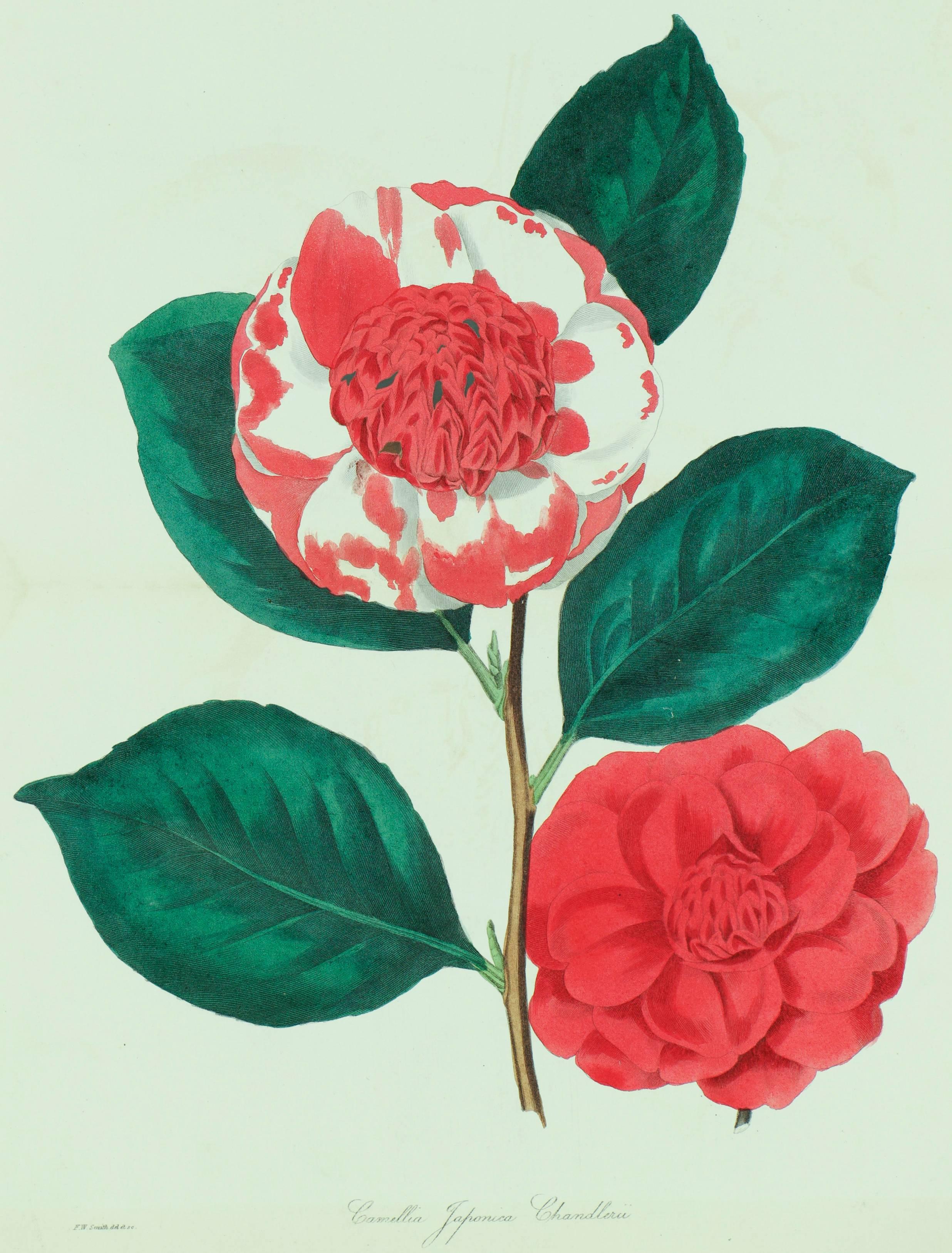 camellia japonica for sale