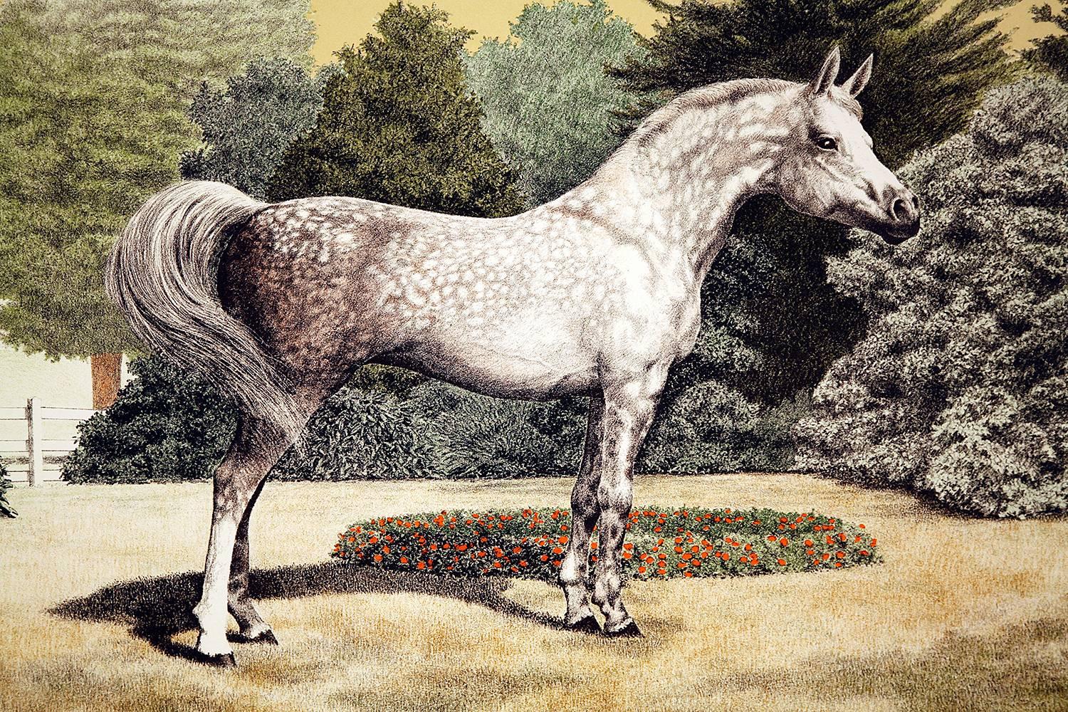 Portrait of an Arabian Horse - Print by Mel Hunter