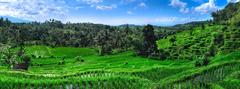 Used Rice Field II - Bali