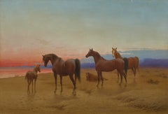 Les chevaux arabes dans le désert