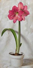 Realist still life with pink flowers, "Renee's Amaryllis"