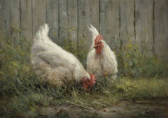 Spring Chickens
