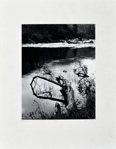 Retro "Beaver-Downed Cottonwood", Black & White Landscape 