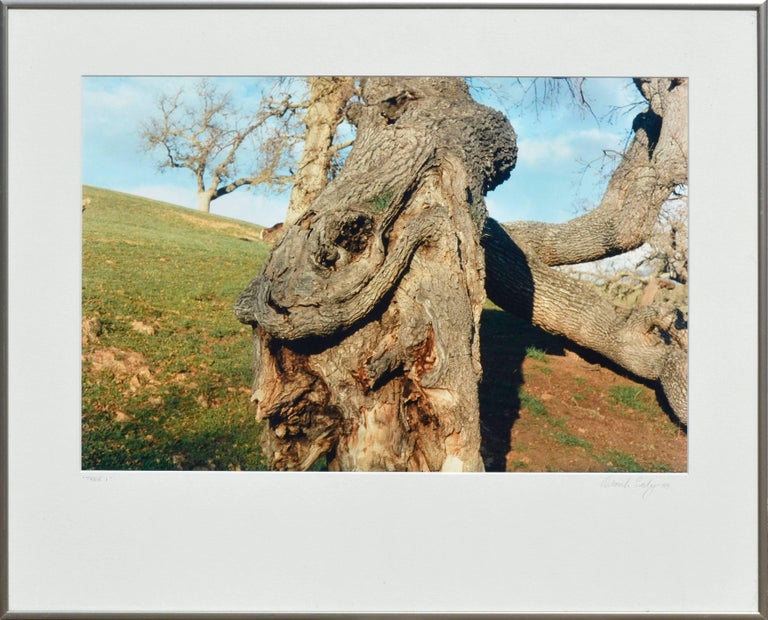 Deborah Eddy Color Photograph - Coastal Oak Tree Landscape 