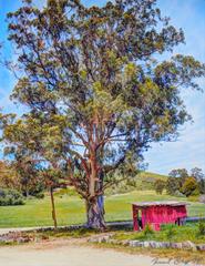 Road to Davenport, Red Shed