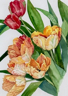 Tulipa Vividaflora – (Papageientulpe) Original-Aquarell von Gladys Hoefer