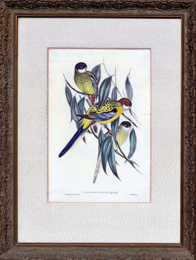 John Gould - John Gould Parakeets Platycercus Brownii, lithograph c1848 ...