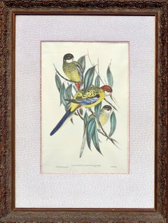 John Gould Parakeets Platycercus Brownii, lithograph c1848