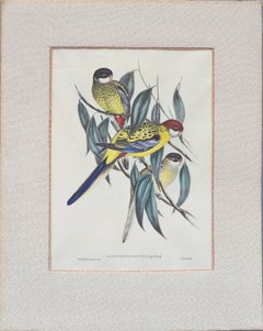 John Gould Parakeets Platycercus Brownii, lithograph c1848