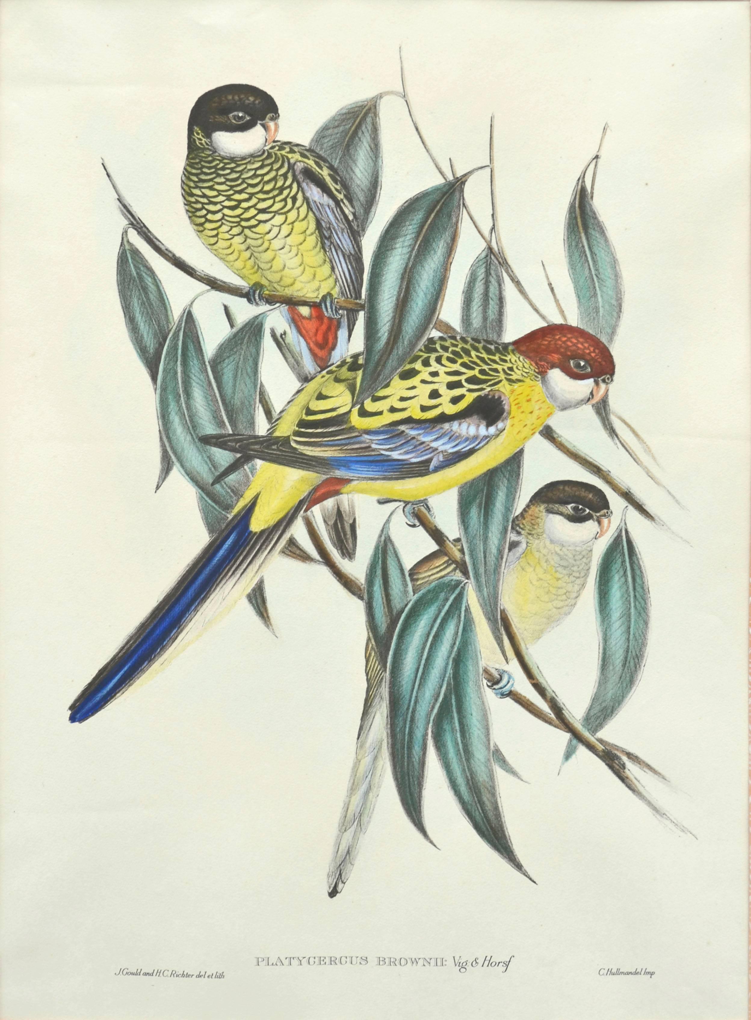 John Gould Parakeets Platycercus Brownii, lithograph c1848 1