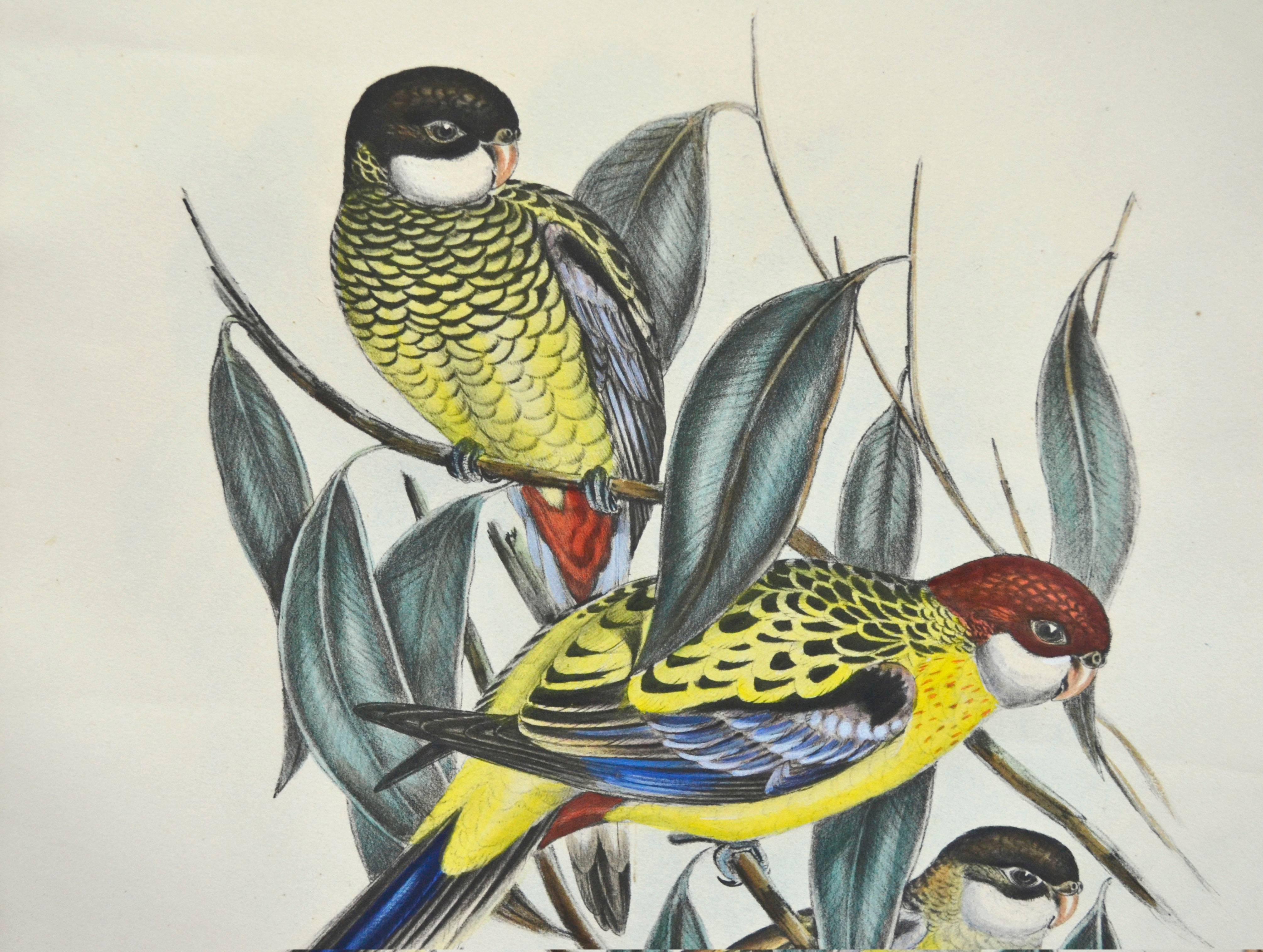 John Gould Parakeets Platycercus Brownii, lithograph c1848 2
