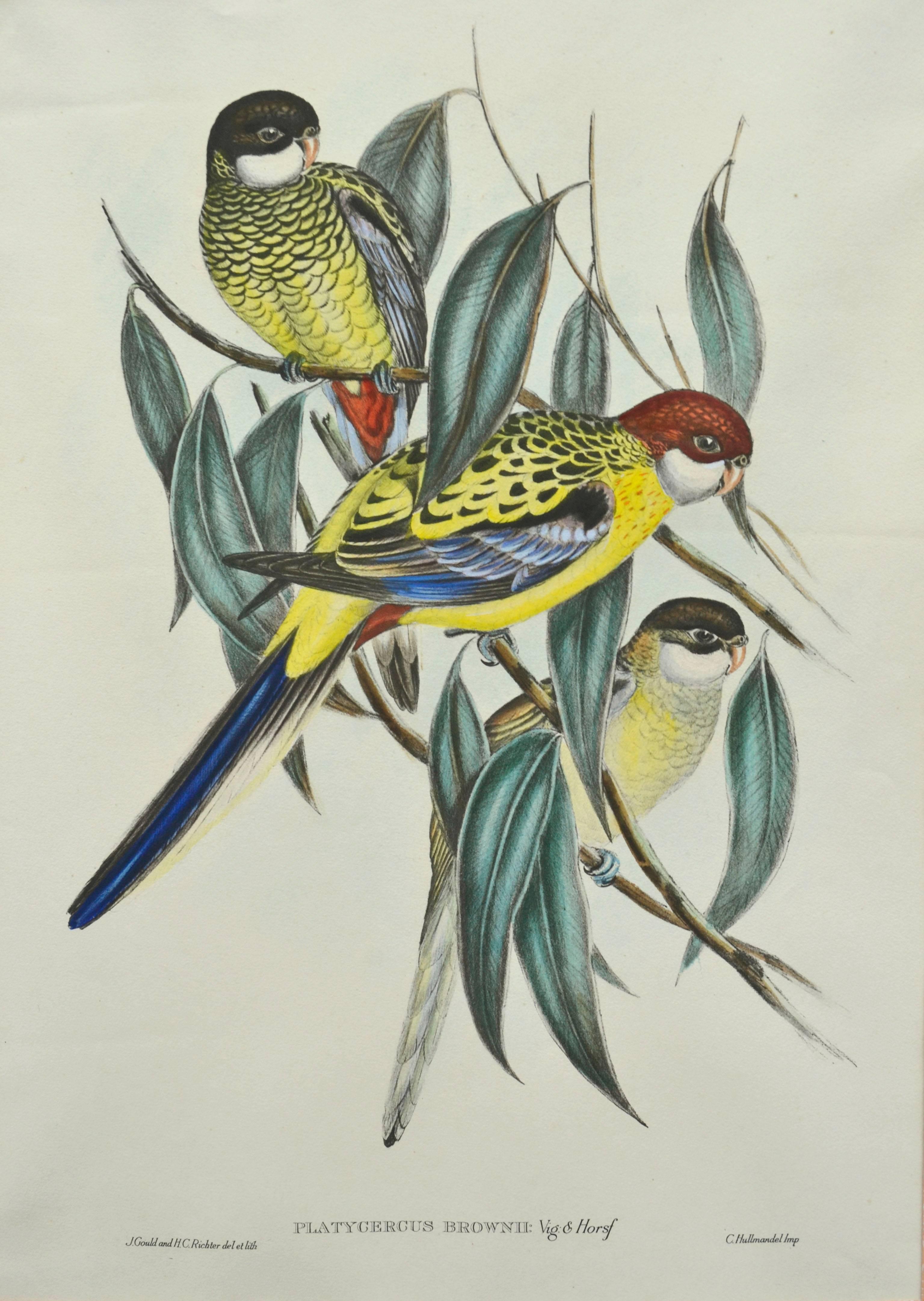 John Gould Parakeets Platycercus Brownii, lithograph c1848 3