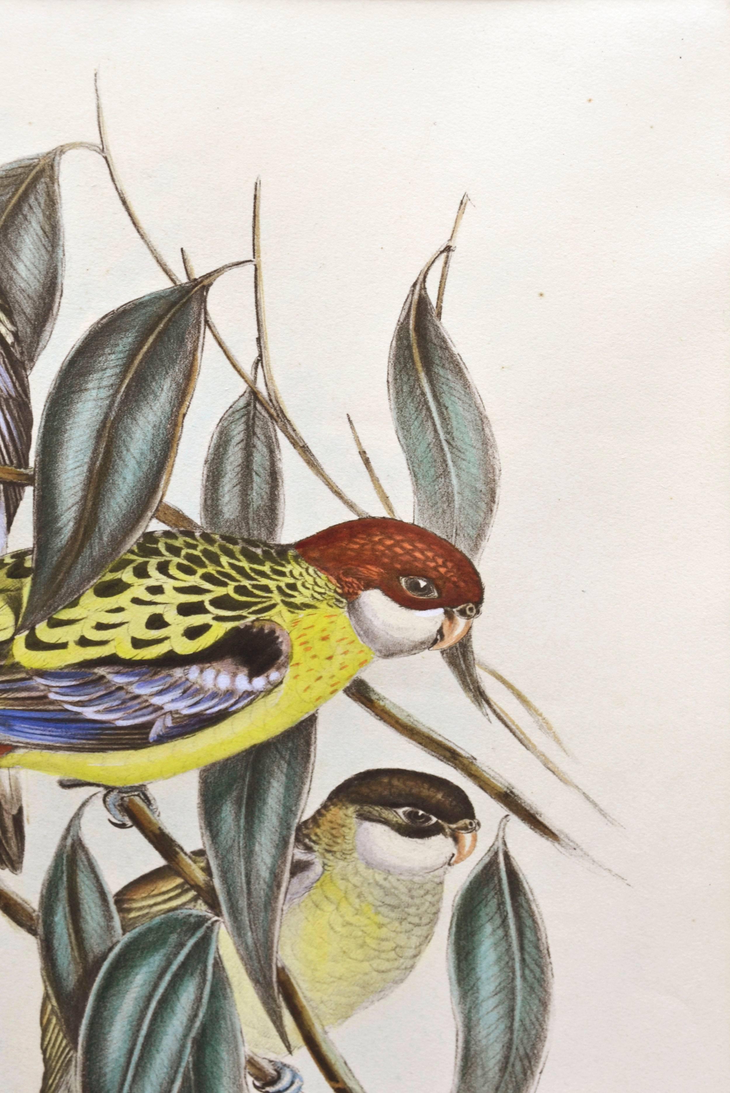 John Gould Parakeets Platycercus Brownii, lithograph c1848 4