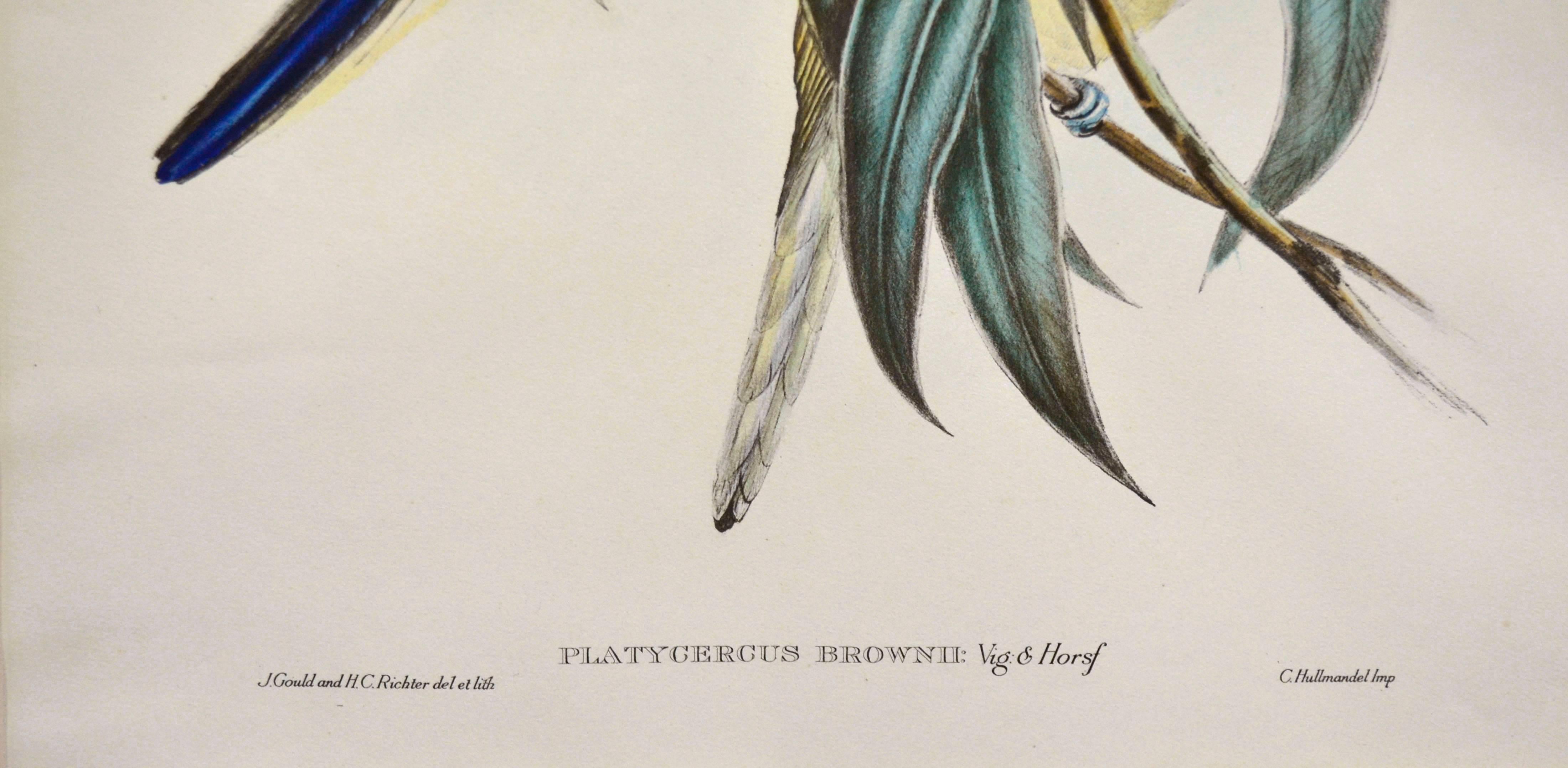 John Gould Parakeets Platycercus Brownii, lithograph c1848 5