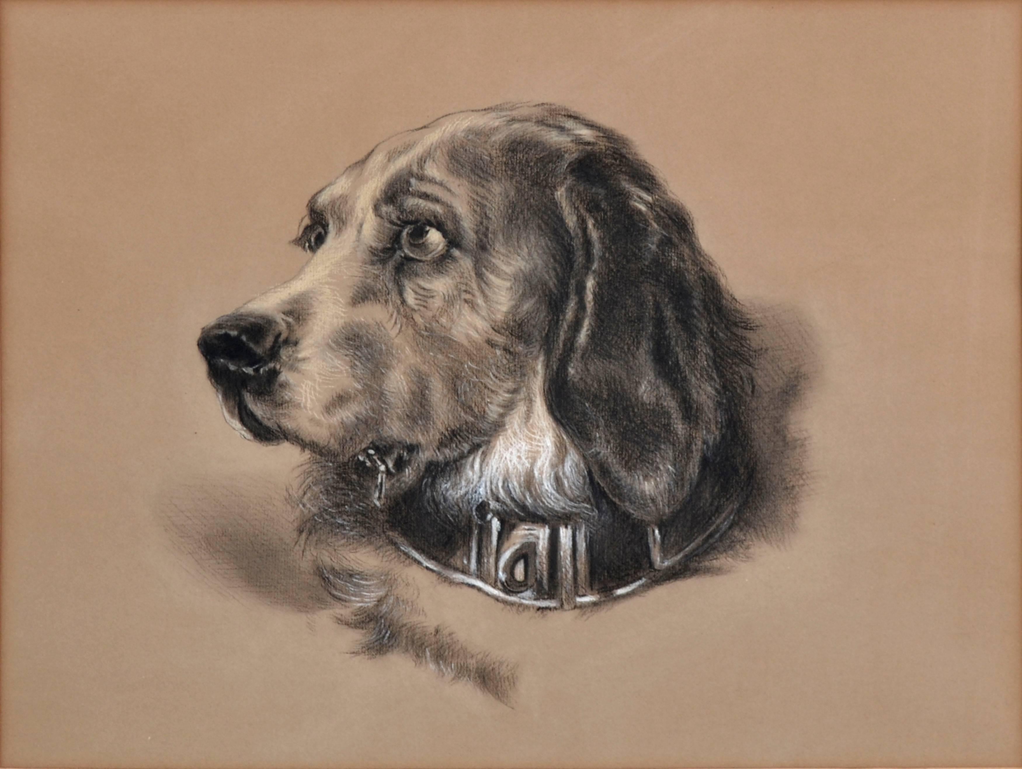 Early 20th Century Spaniel Dog Portrait 