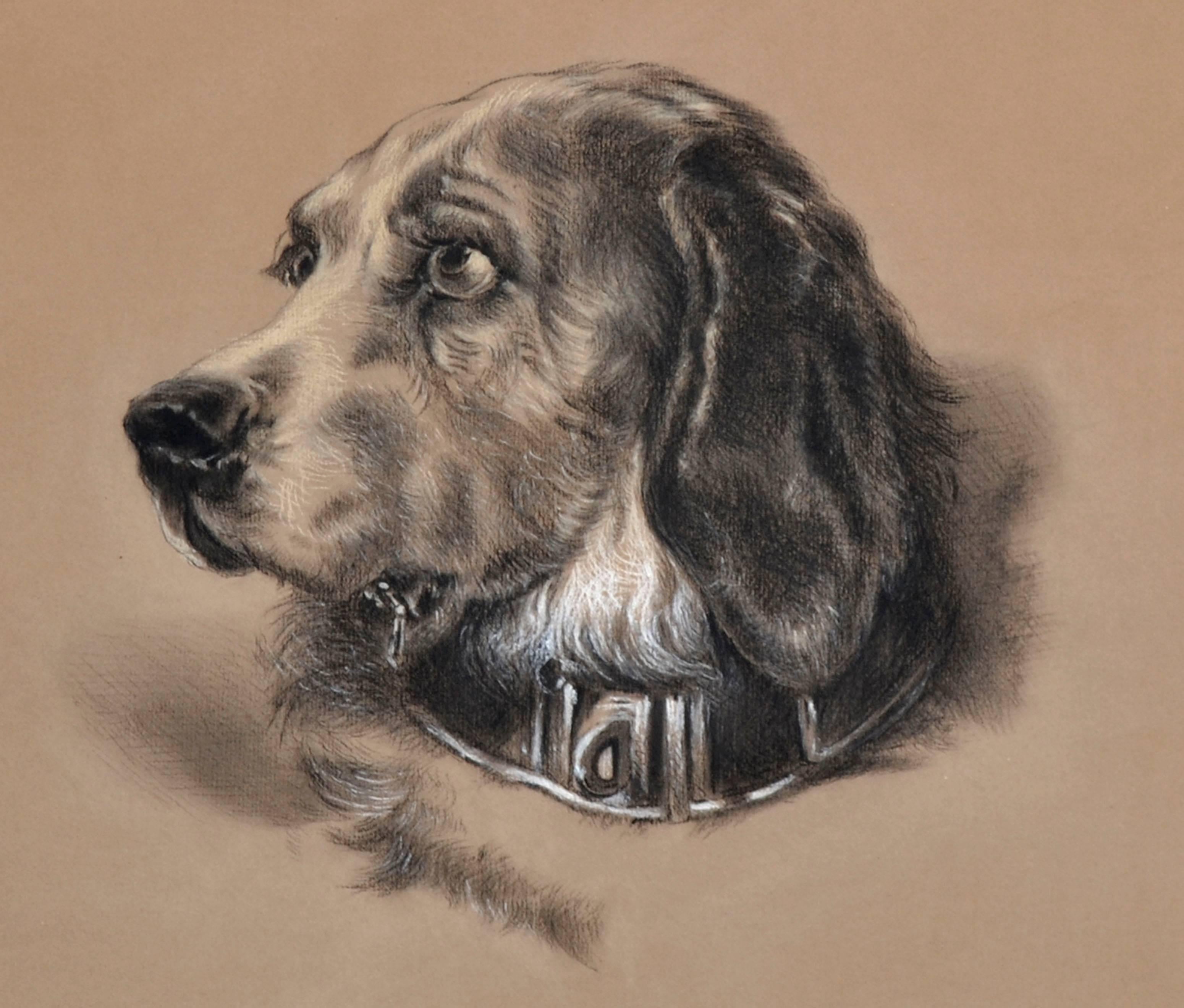 Early 20th Century Spaniel Dog Portrait 